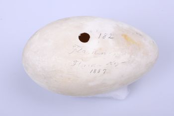 Media type: image;   Ornithology 362616 Description: Photograph of specimen: Egg.;